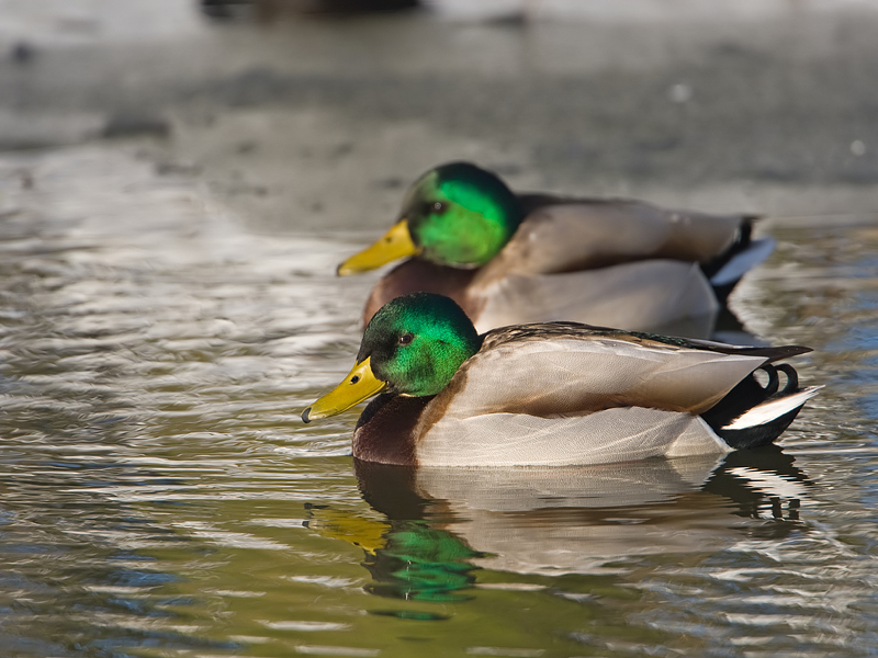 Anas platyrhynchos Mallard Wilde Eend